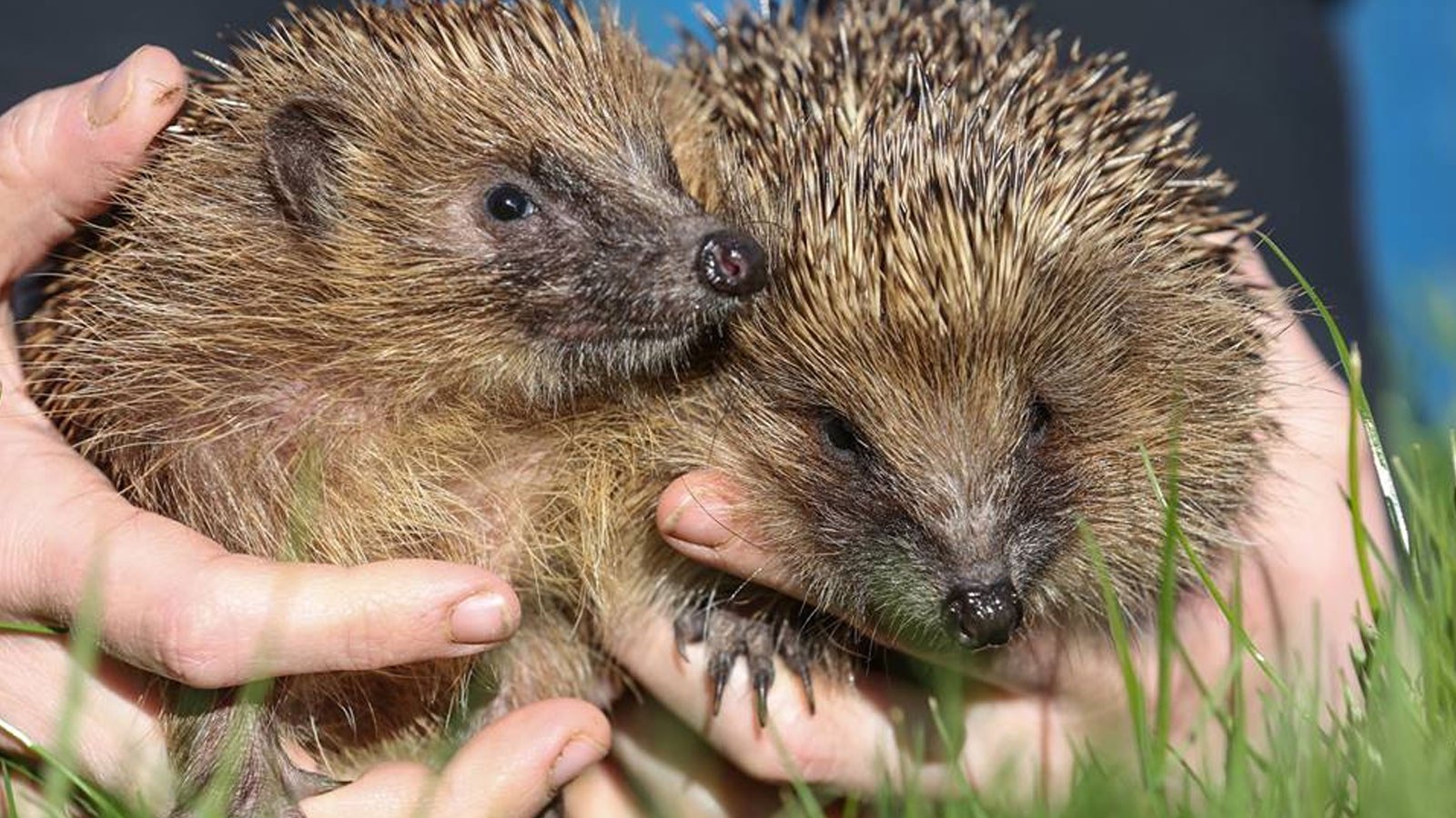 Whitby Wildlife Sanctuary