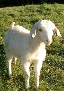 The Animal Sanctuary NZ