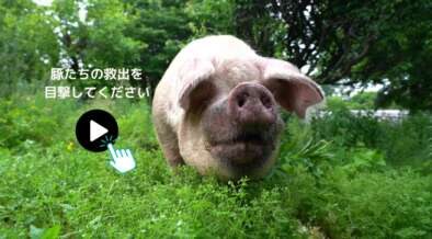 HOPE Worldwide Animal Sanctuary