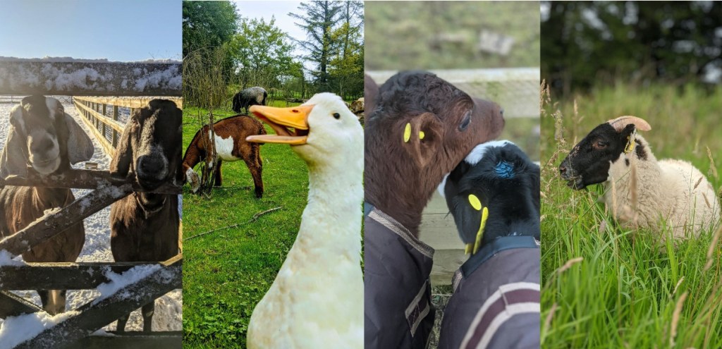 Ananda Animal Sanctuary