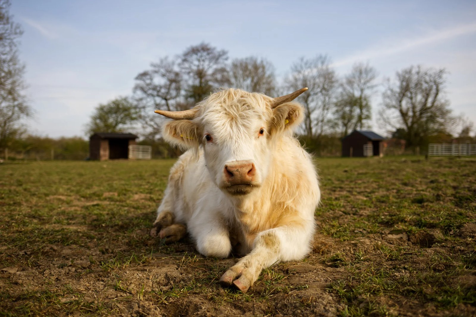Brinsley Animal Rescue