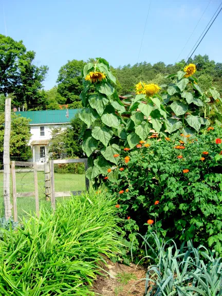 Ahimsa Village