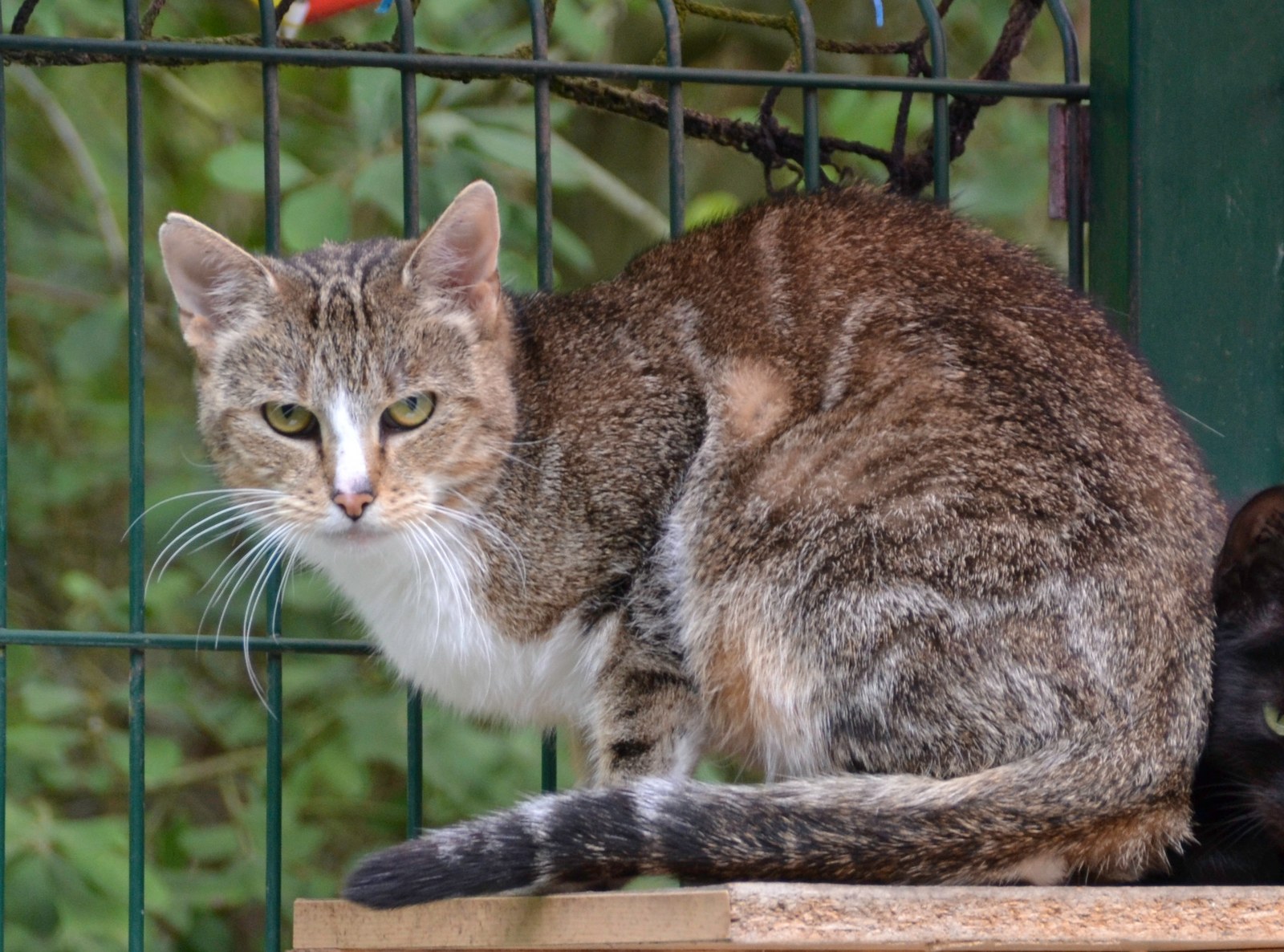 Tierschutzverein und Tierheim "Tiere in Not e.V. Paderborn"