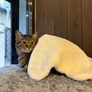 Protected cat cafe neu.