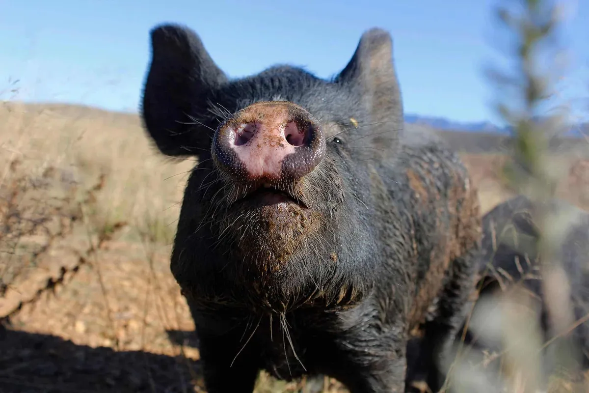Greyton Farm Animal Sanctuary