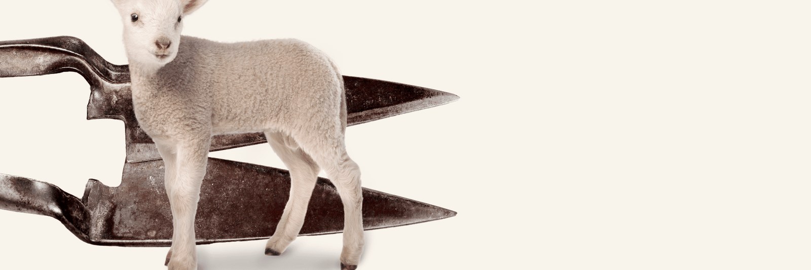 Vier Pfoten Tierschutzhof