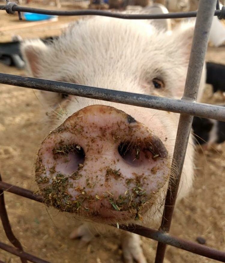 HoofsAndHorns Farm Sanctuary