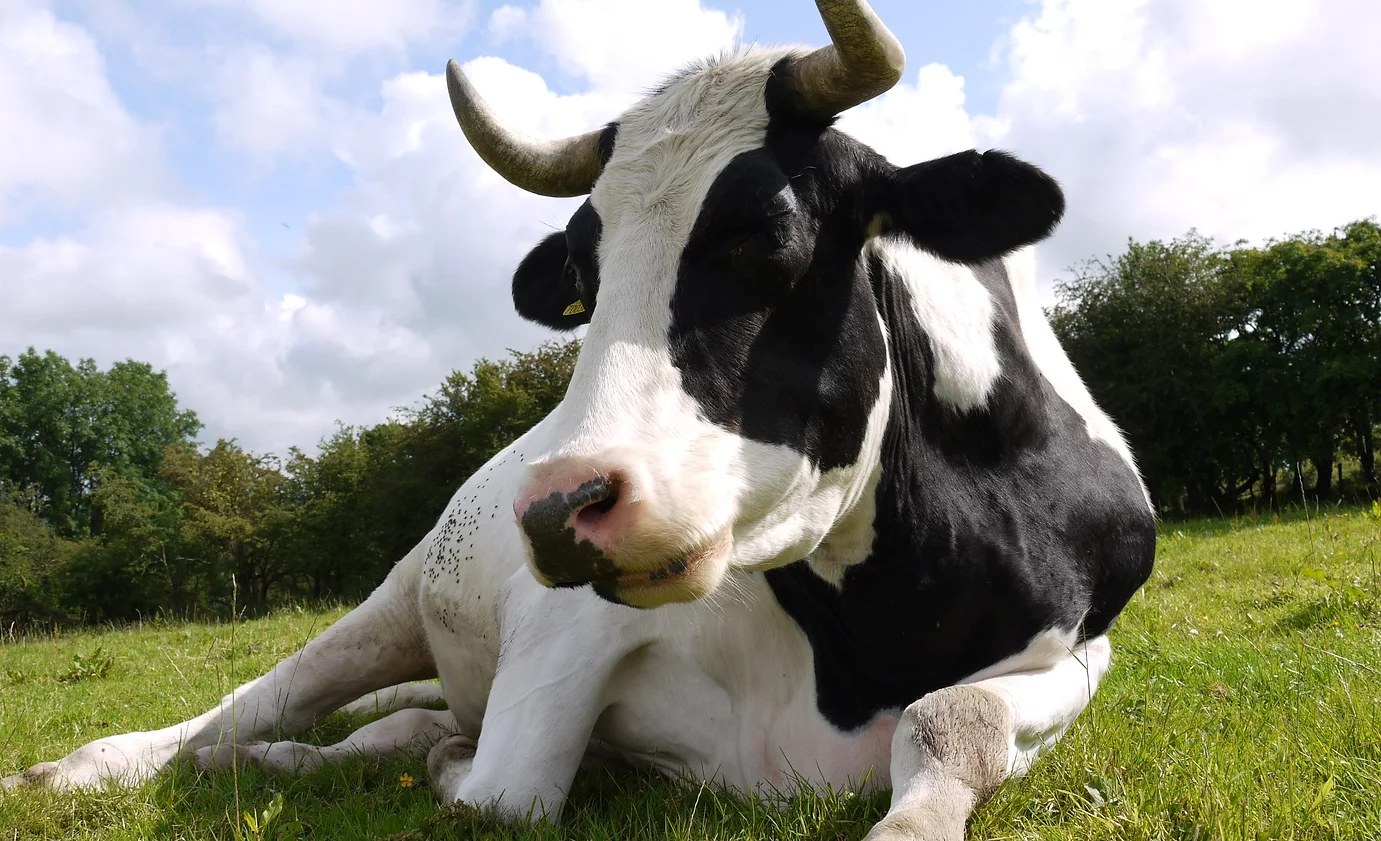 Cow Companions Cow Sanctuary