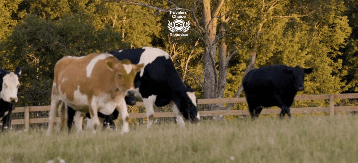 Farm Sanctuary