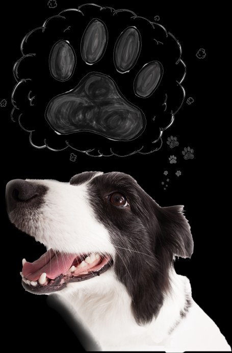 People for Animals