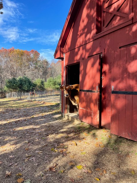 Sunny Meadow Sanctuary
