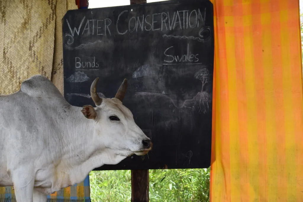Sadhana Forest Animal Sanctuary - Kenya