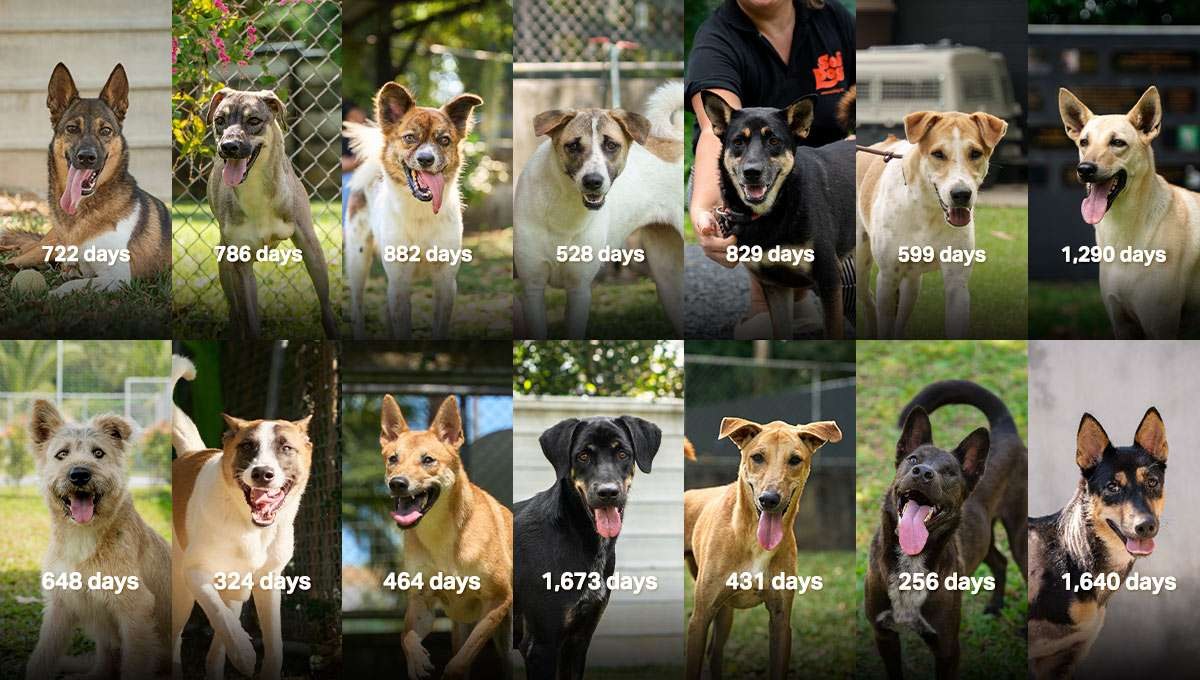 Soi Dog Foundation
