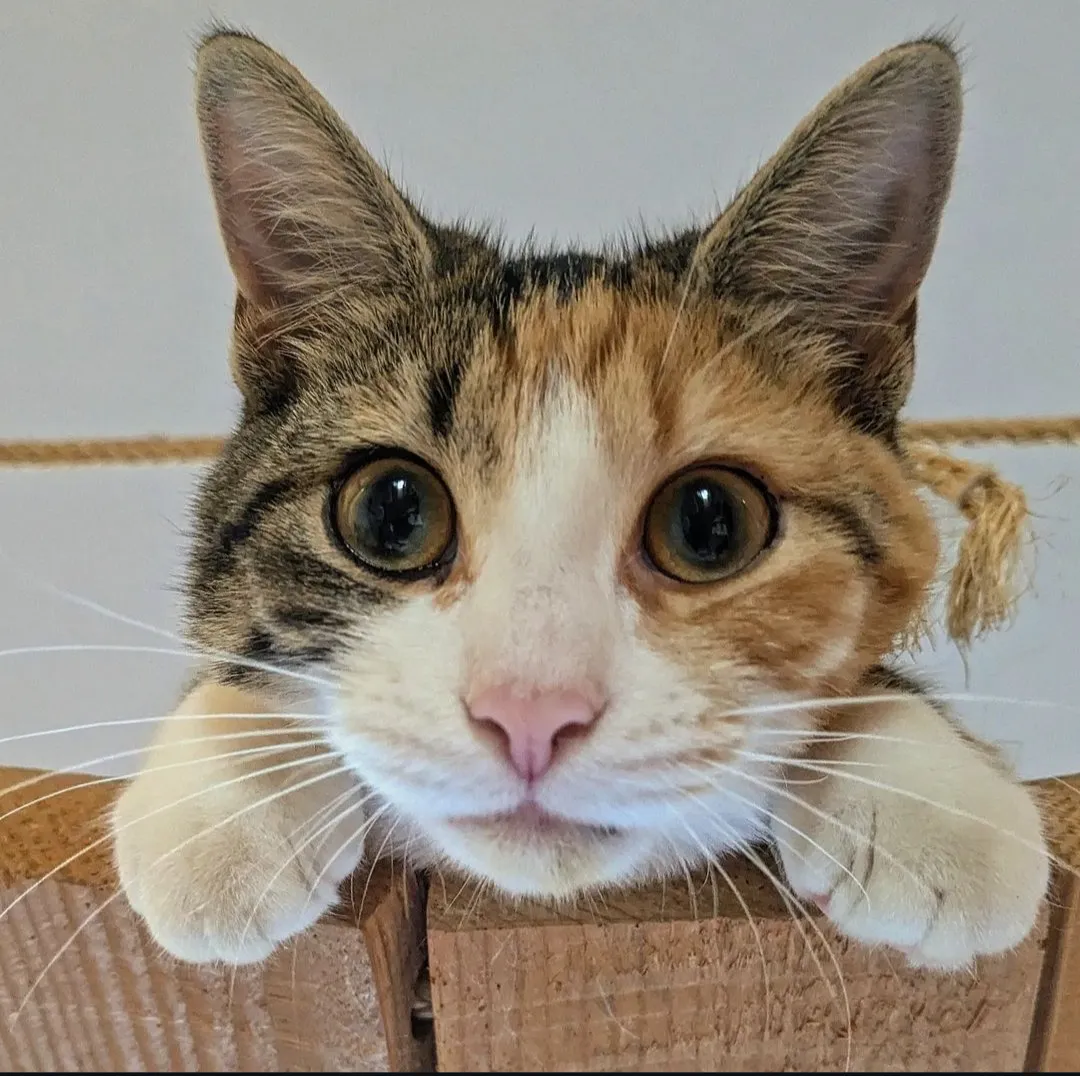 Kattencafe Balthazar