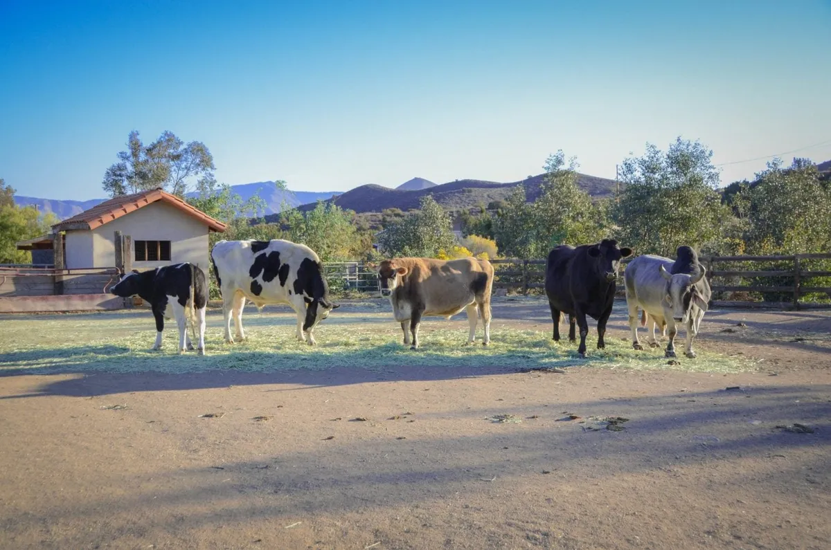 Farm Sanctuary