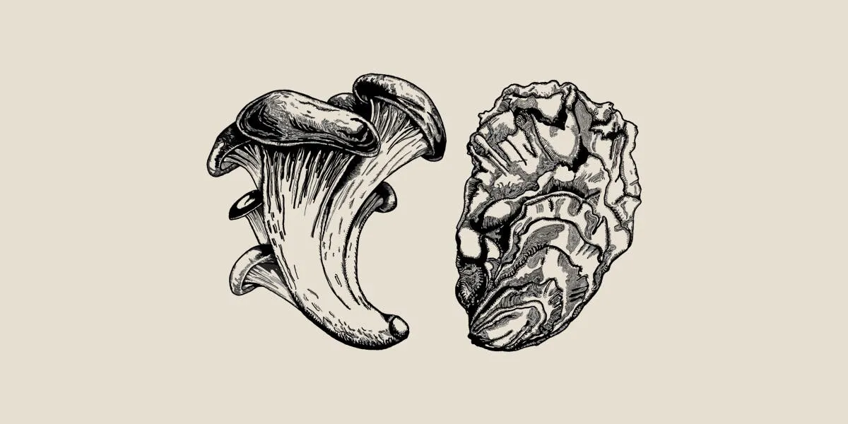 Oyster Oyster