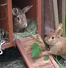 BAAHAUS Animal Rescue Group