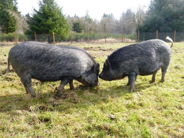 Veganville