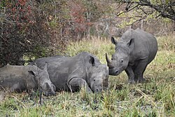 Ziwa Rhino Sanctuary