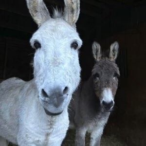The Farm Animal Sanctuary