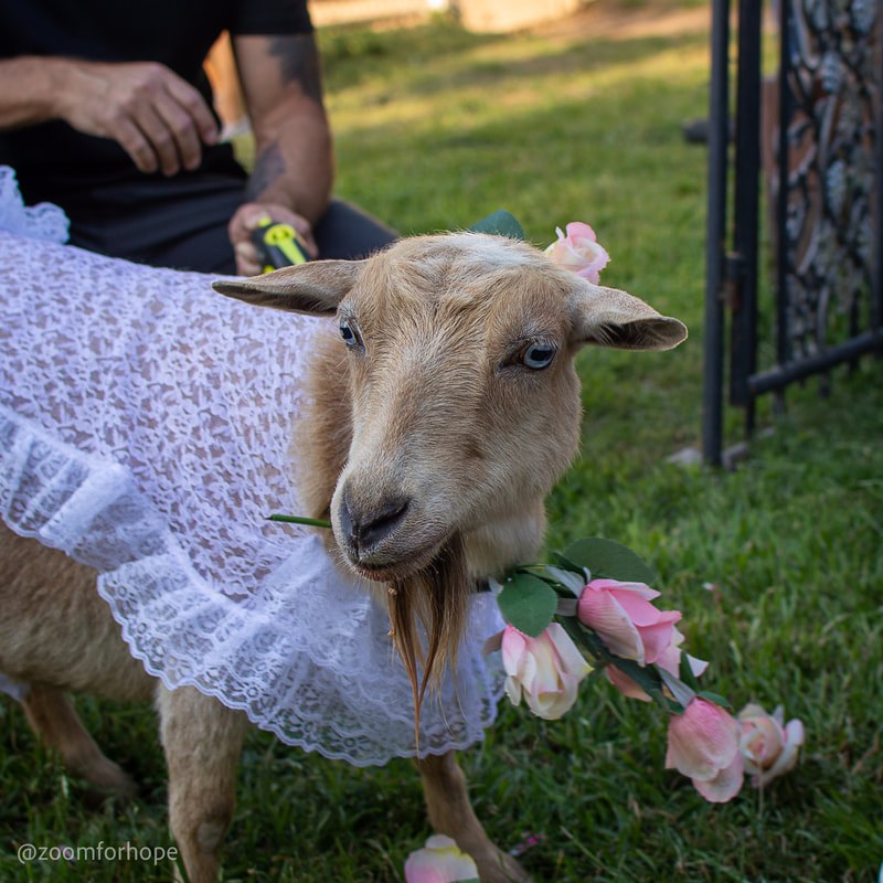 Goats with Horns Animal Sanctuary
