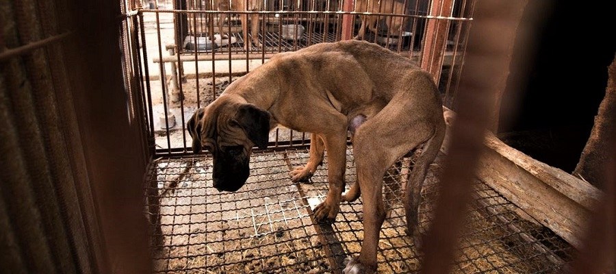 Free Korean Dogs Sanctuary