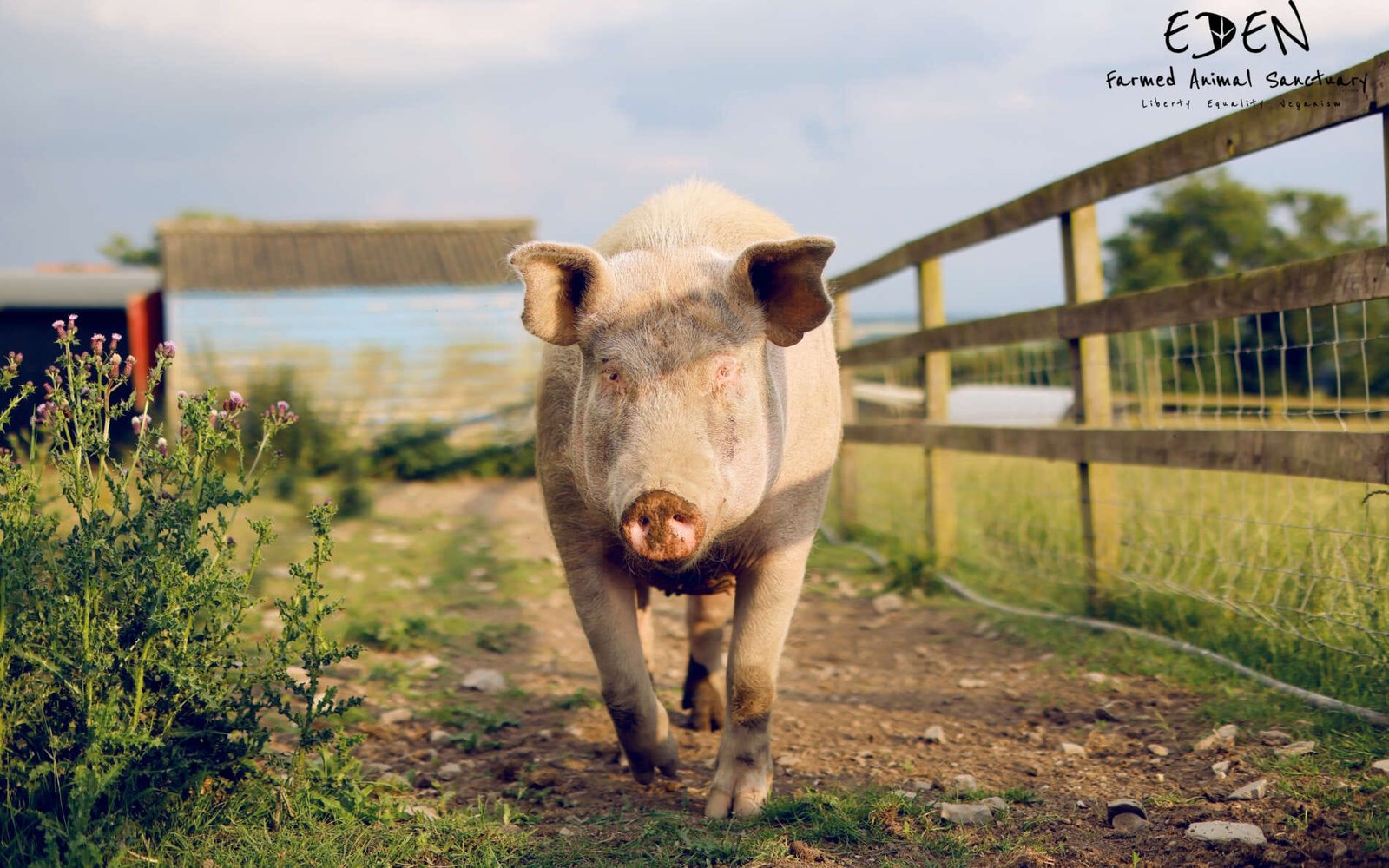 Eden Farmed Animal Sanctuary