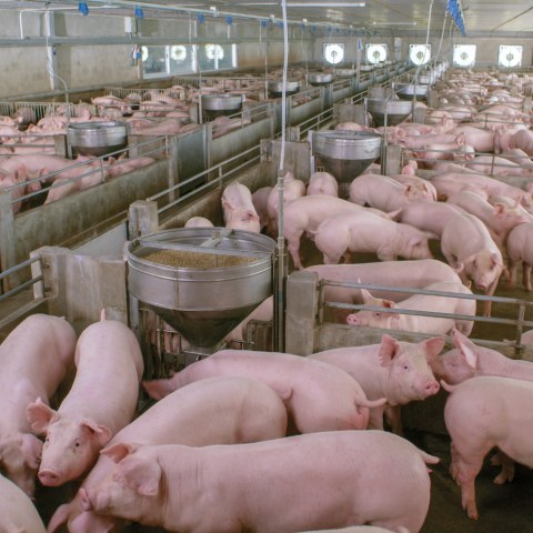 Eurogroup for Animals