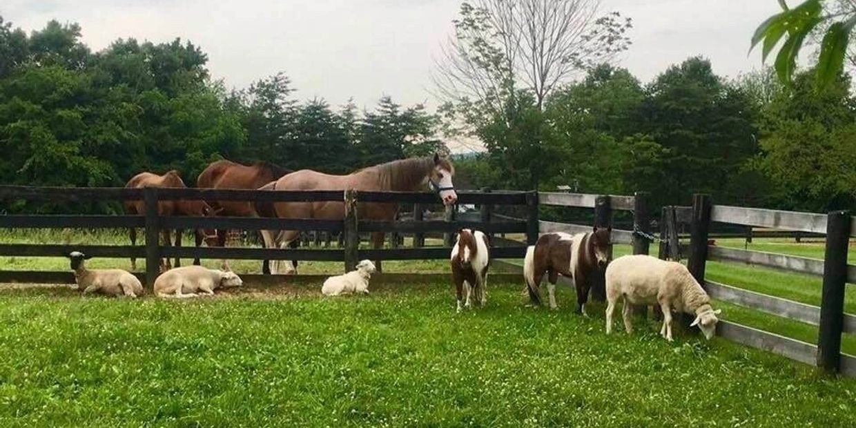 Tribe Animal Sanctuary