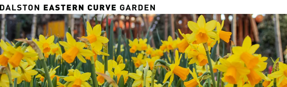 Dalston Eastern Curve Garden