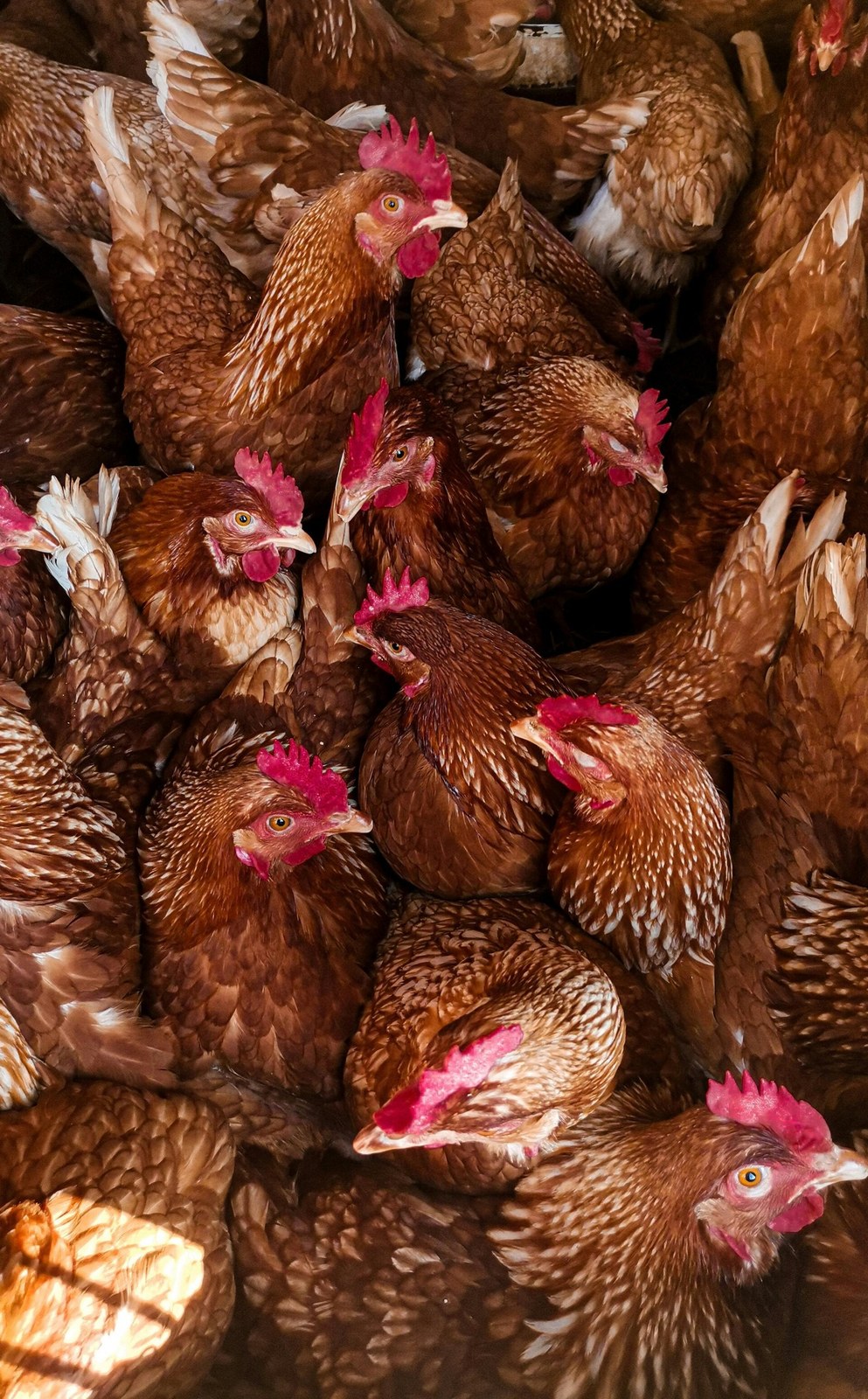 Homes 4 Hens