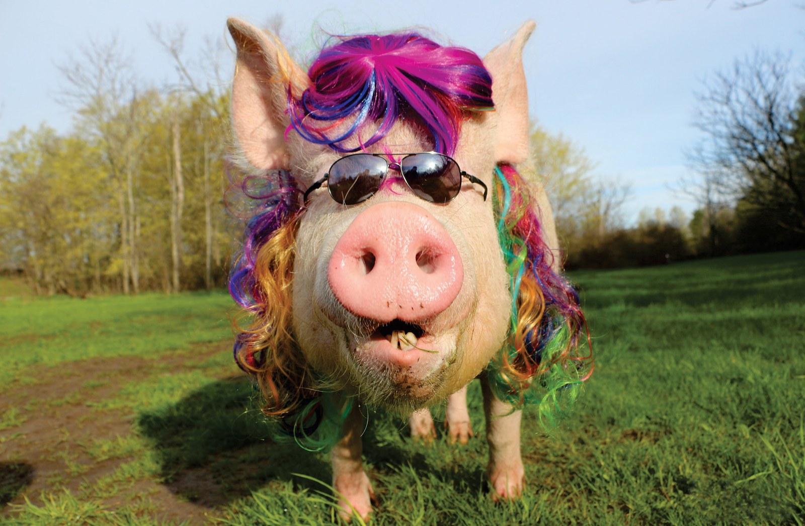 Esther the Wonder Pig HQ