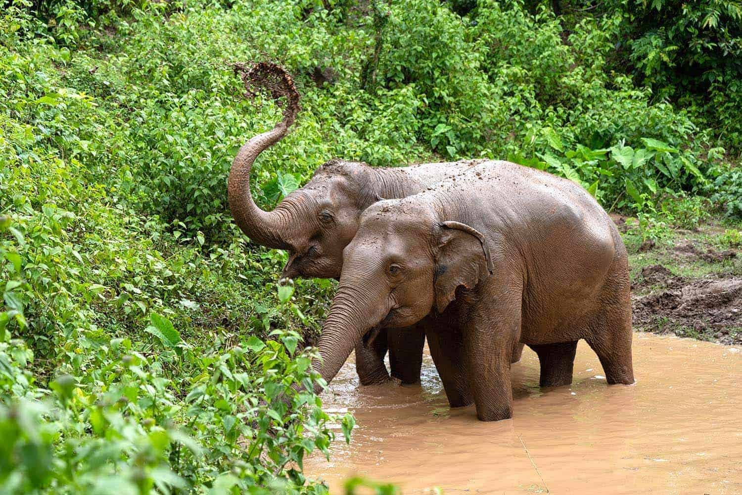 Elephant Nature Park