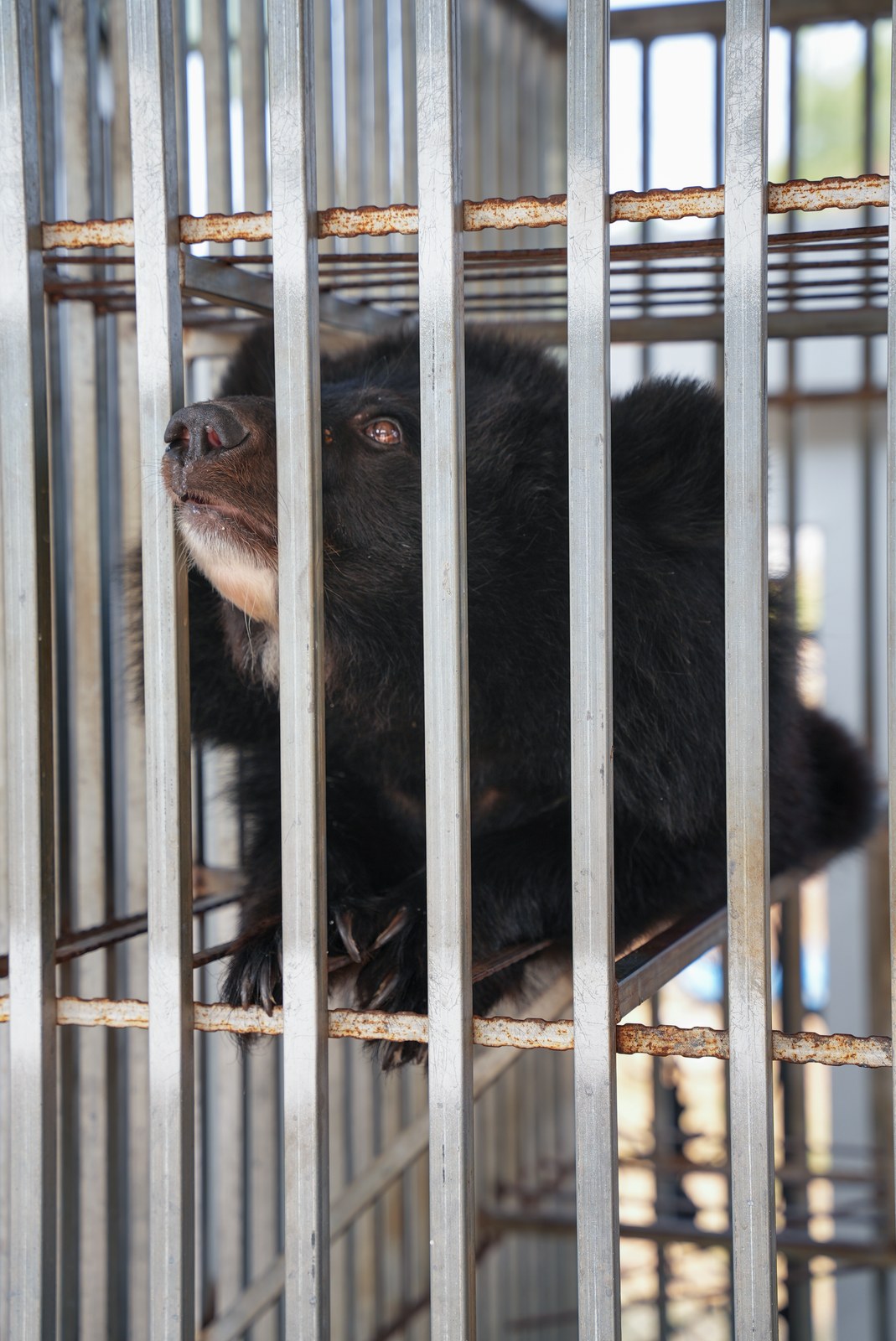 Free The Bears
