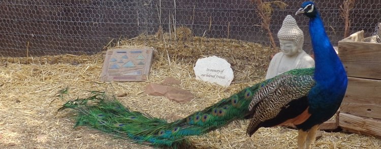 Kindred Spirits Animal Sanctuary