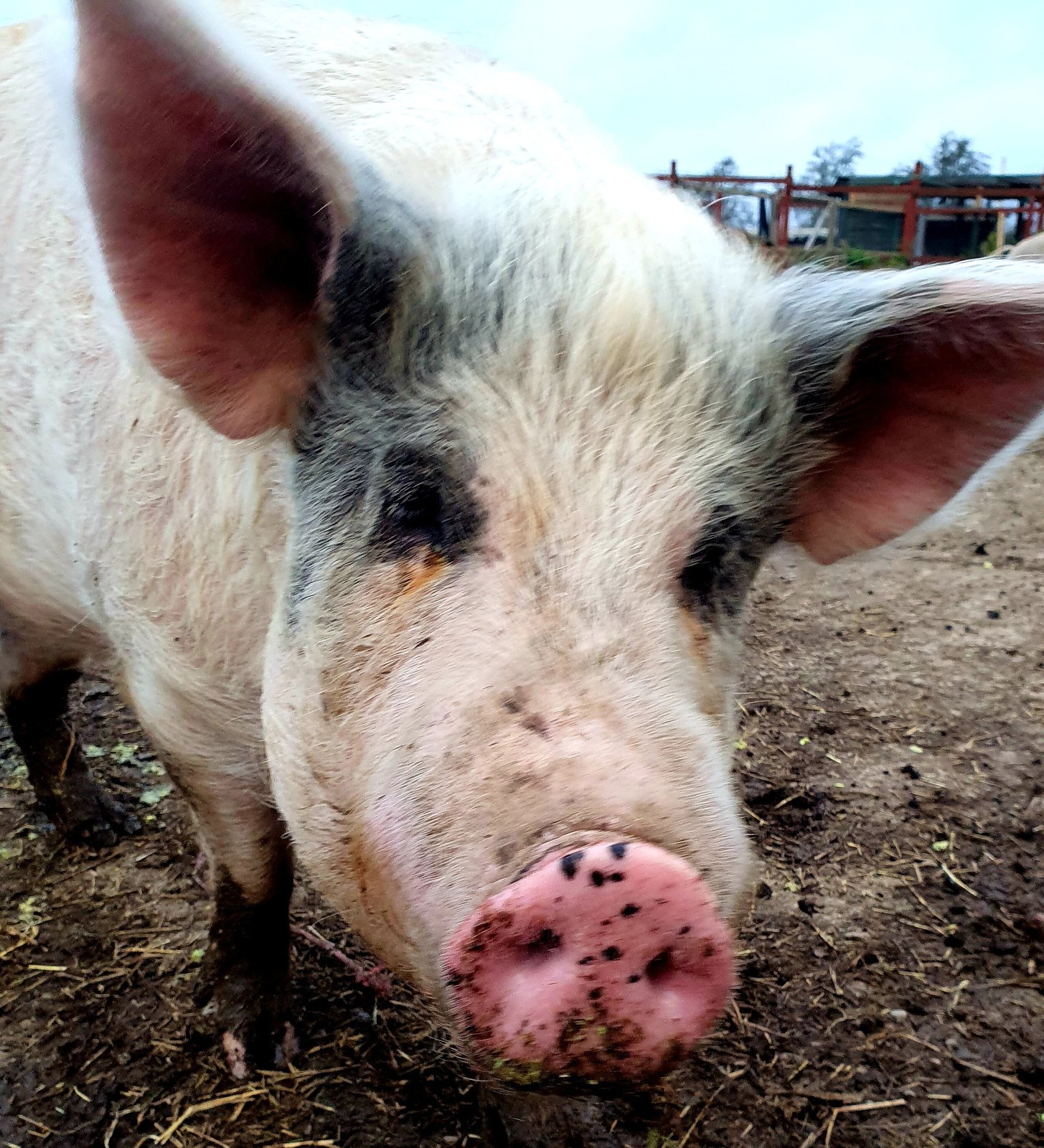 Friend Farm Animal Sanctuary