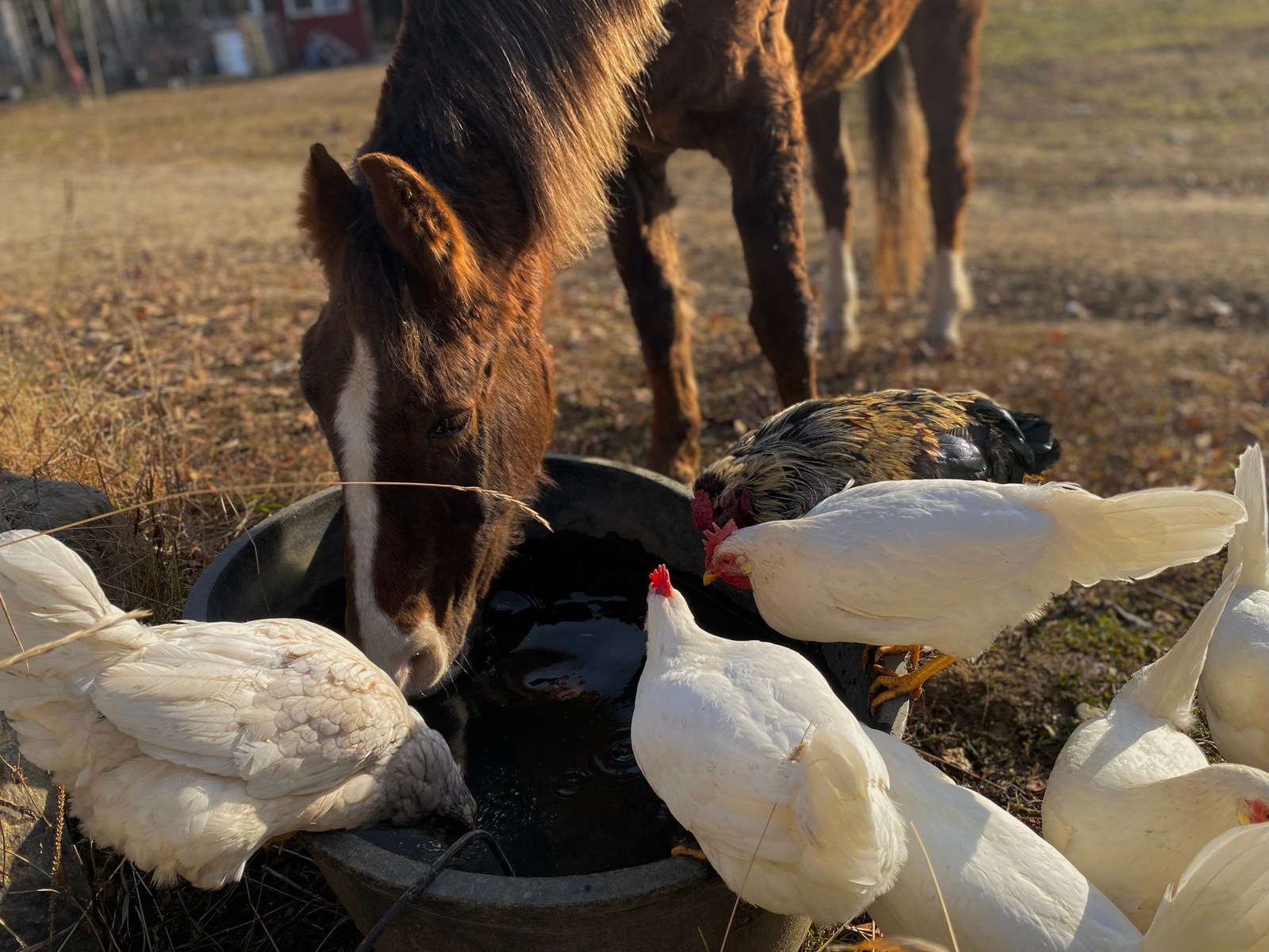 Alaska Animal Sanctuary