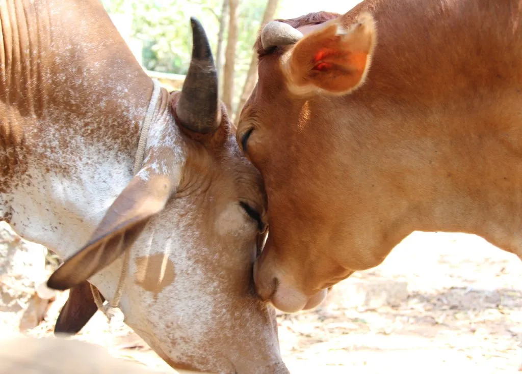 Sadhana Forest Animal Sanctuary - India