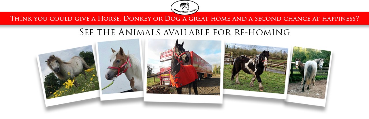 Hungry Horse Outside