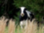 C.A.R.E. Farm Sanctuary