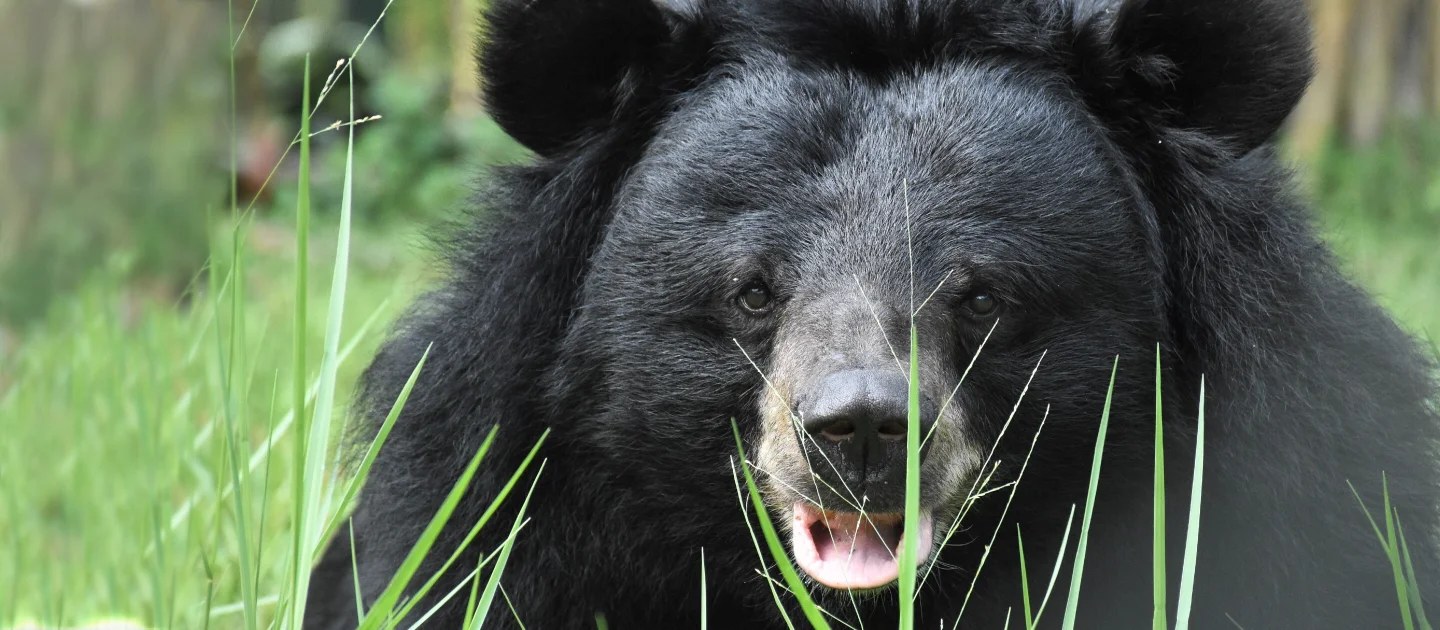 Animals Asia Bear Sanctuary China