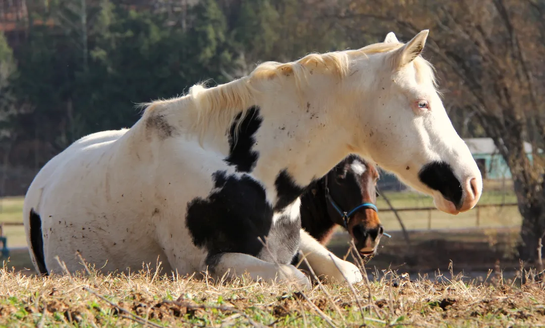 Catskill Animal Sanctuary