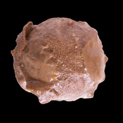 Nabati