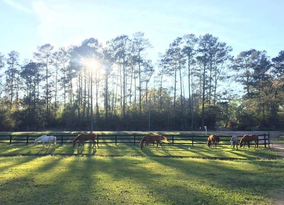 Barney's Farm Sanctuary