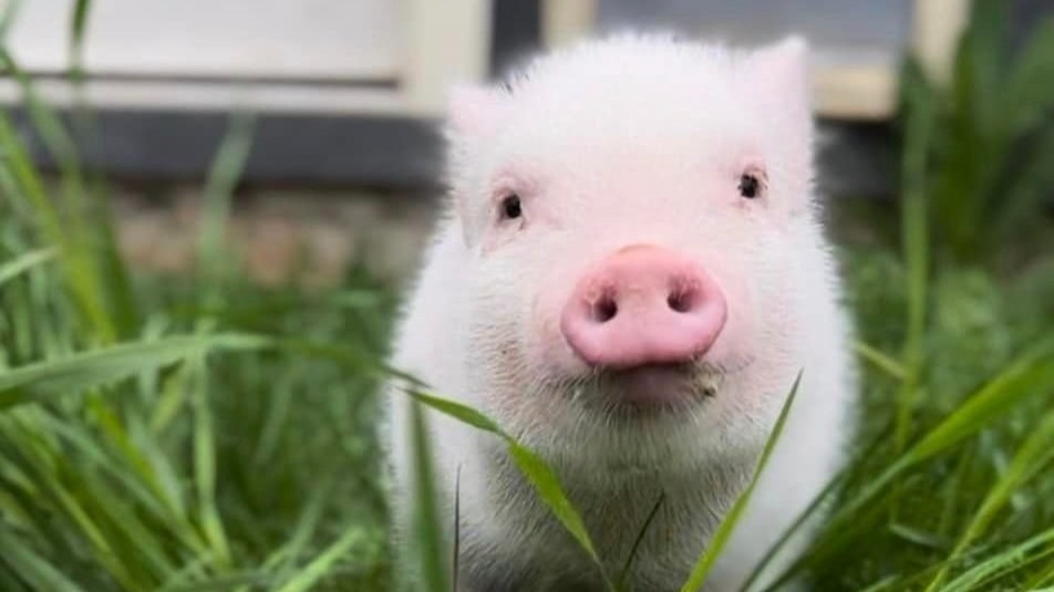 Merrymac Farm Sanctuary