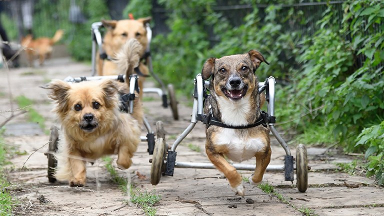 Stichting Dierenthuis