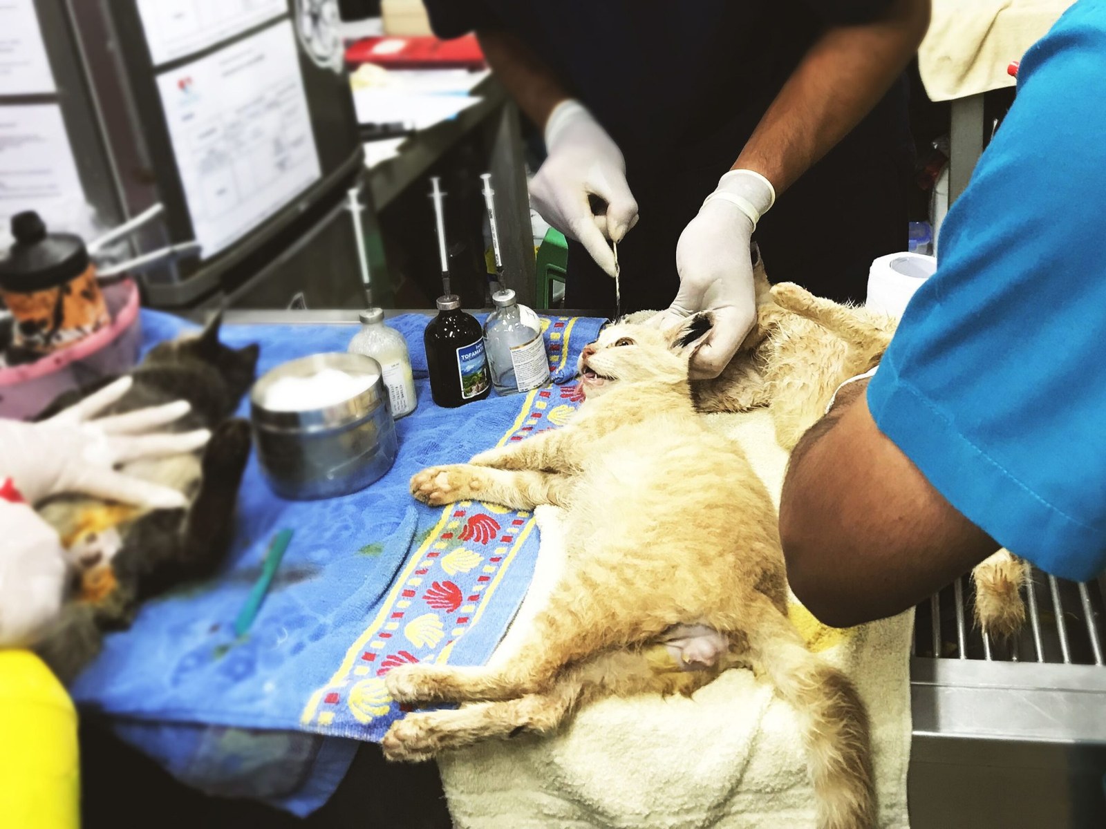 Lanta Animal Welfare