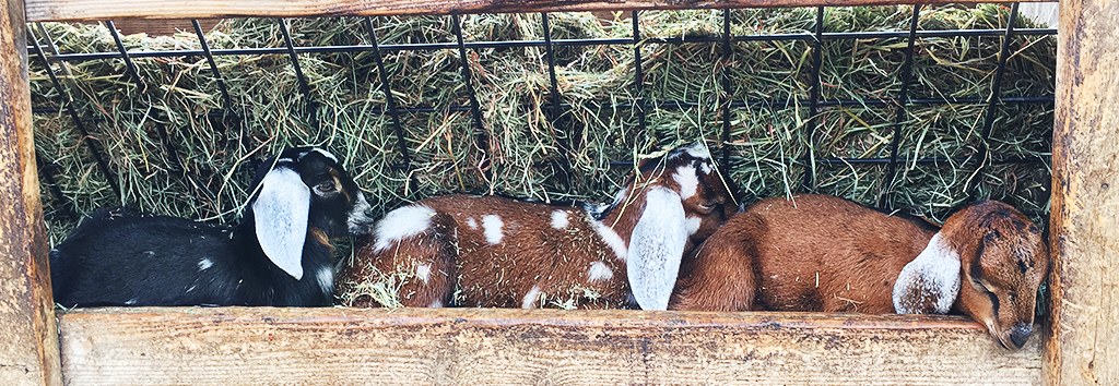 New Moon Farm Goat Rescue & Sanctuary