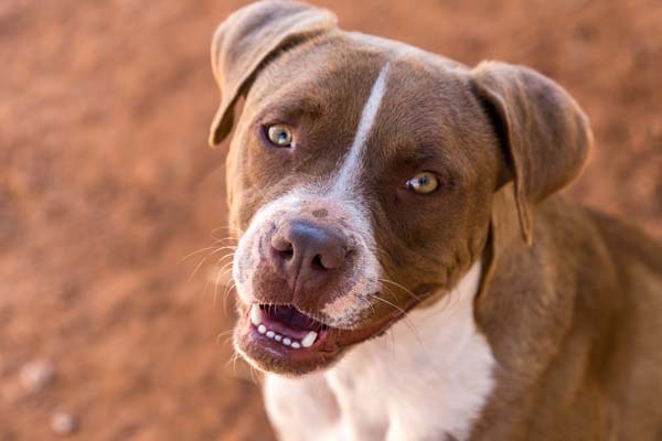 Free to Live Animal Sanctuary