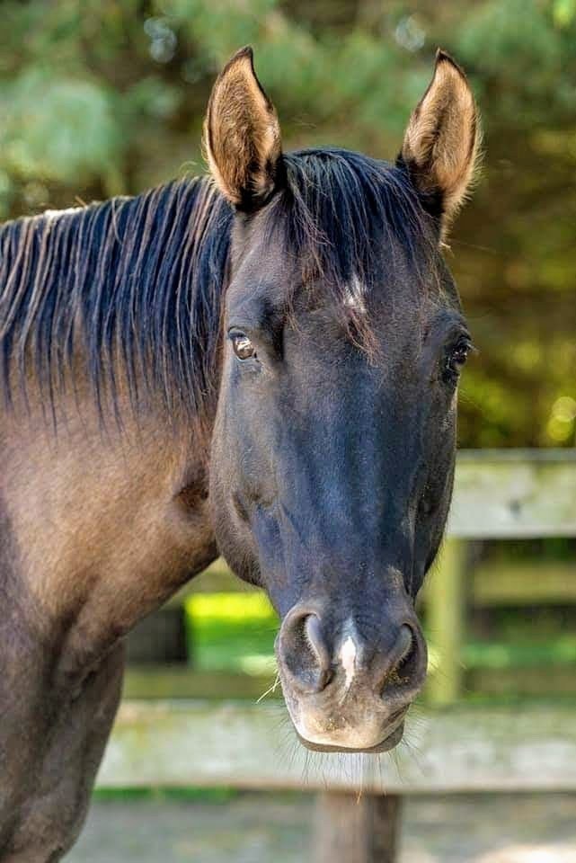 Stardust Animal Sanctuary